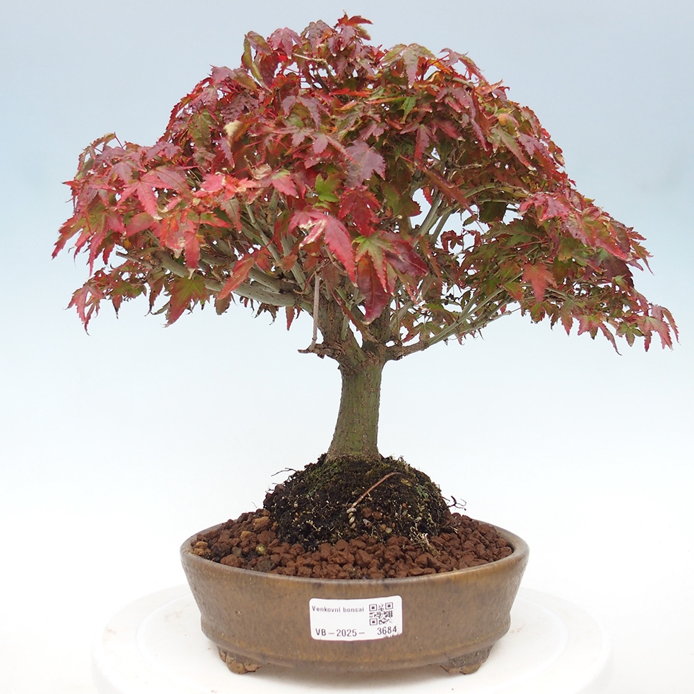 Acer palmatum KIOHIME - Palmetto maple