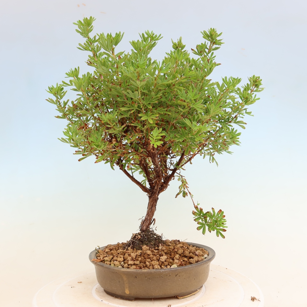 Outdoor Bonsai—Shrubby Cinquefoil—Potentilla fruticosa 'Bellissima'