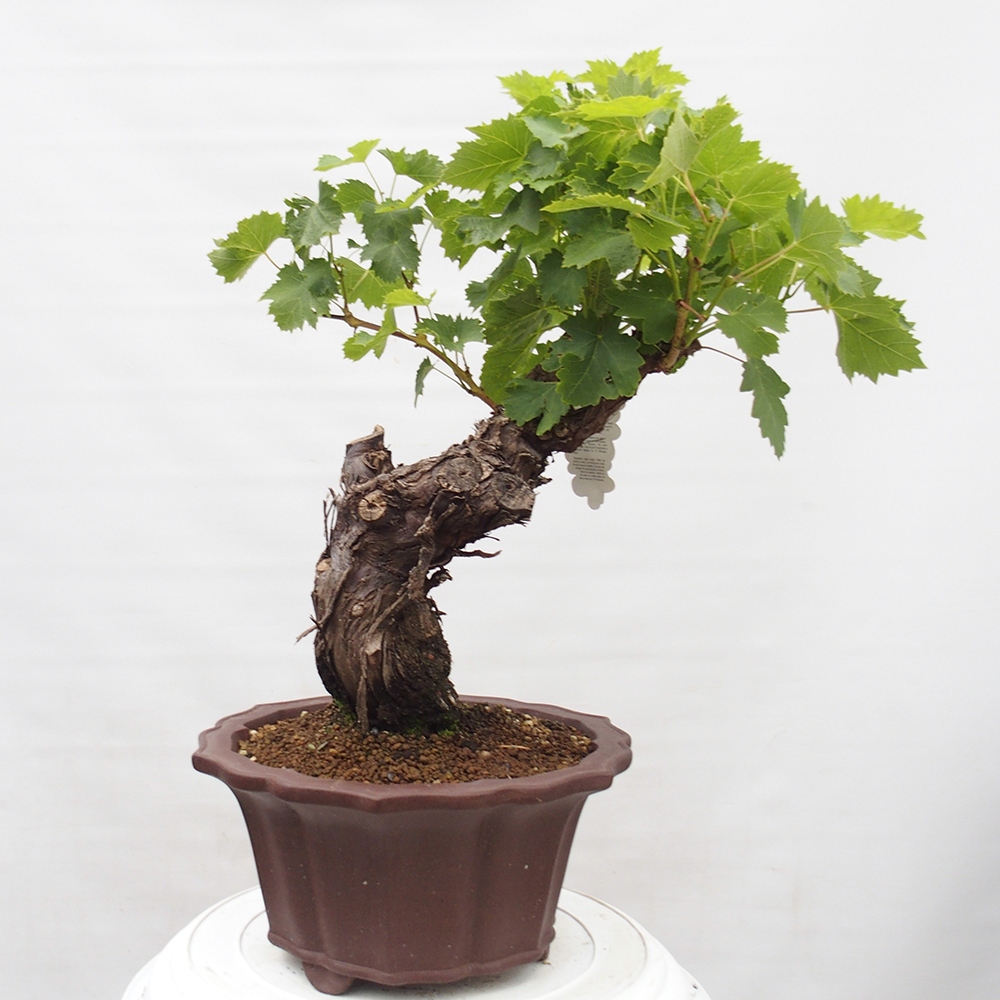 Outdoor bonsai - Vitis vinnifera MUSKAT ITALIA  - Grapevine