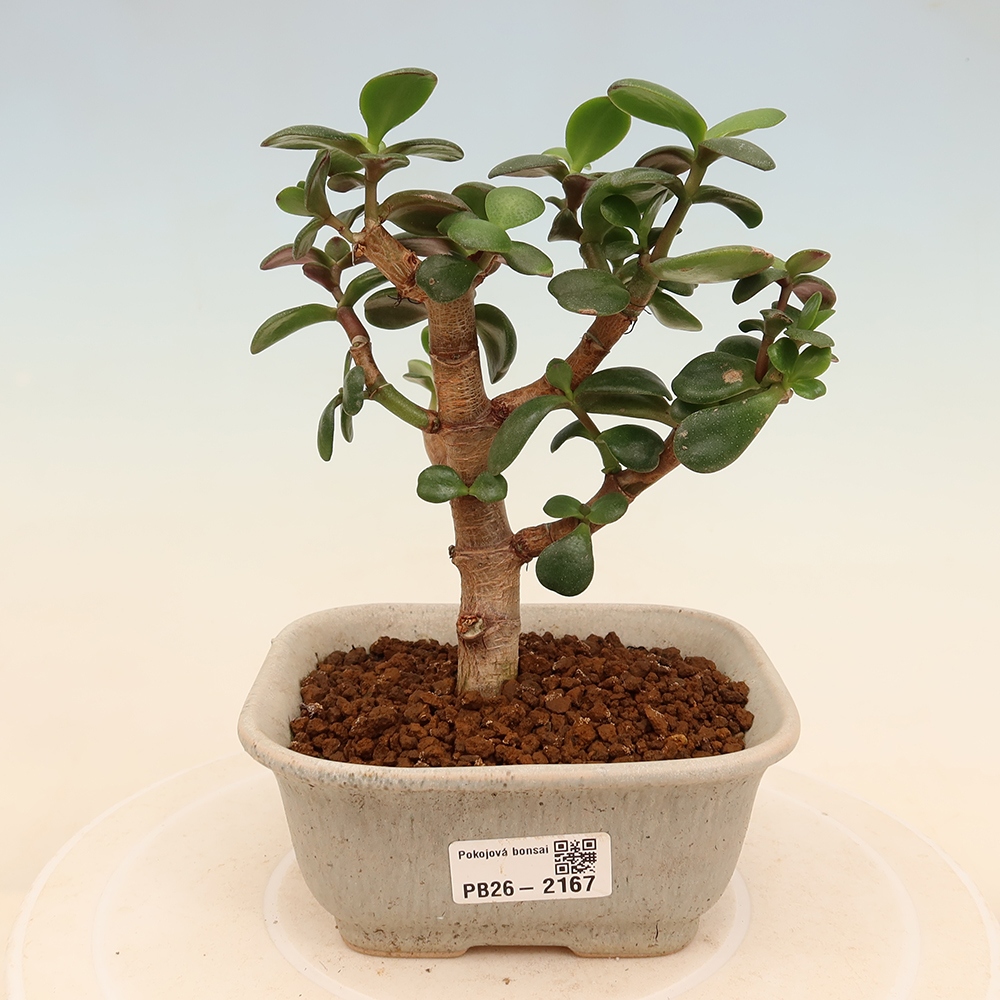 Room bonsai - Portulakaria Afra - Tlustice