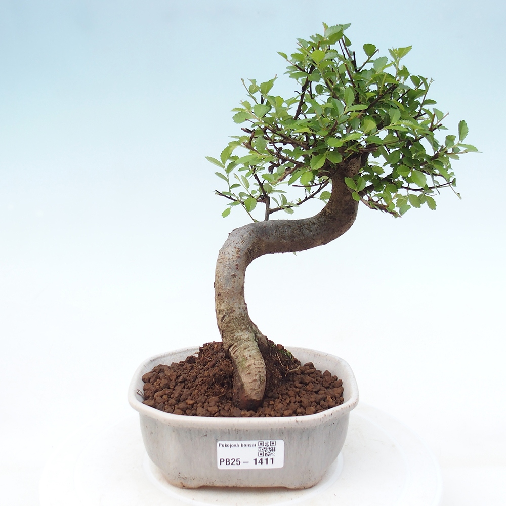 Room Malolistý elm bonsai