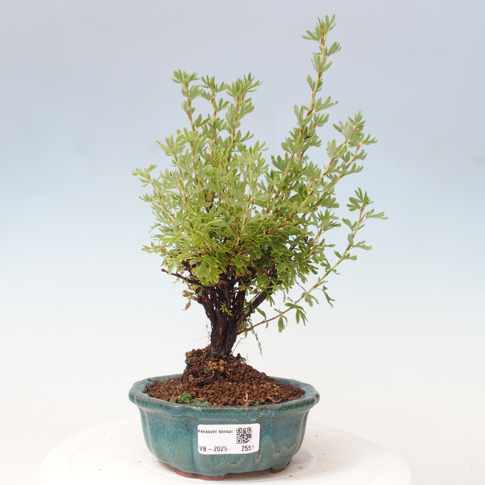 Outdoor bonsai-Cinquefoil - Potentila fruticosa yellow Bird