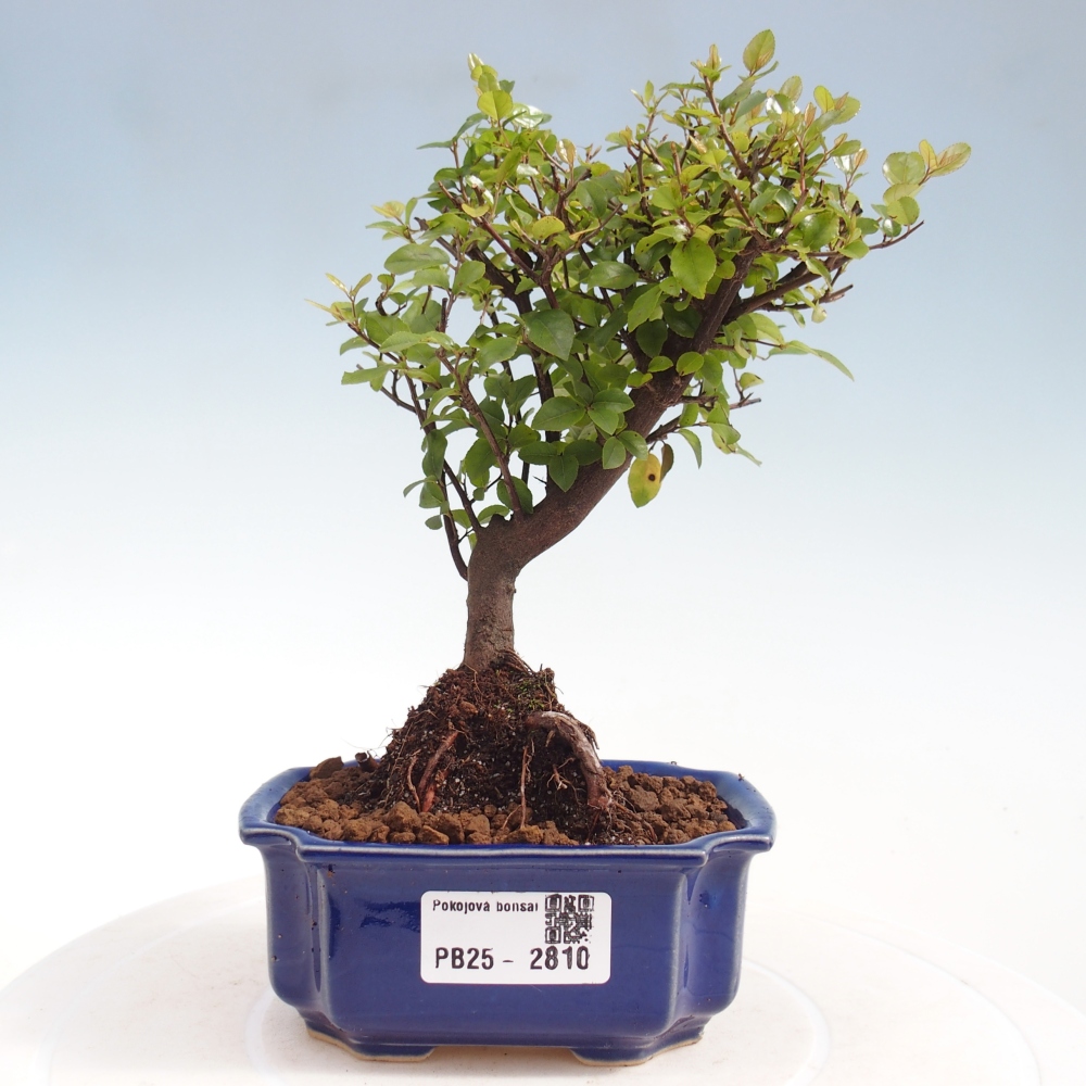 Indoor bonsai - Sagerécie thea - Sagerécie thea