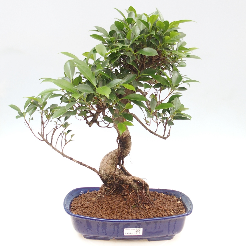 Room bonsai - Ficus kimmen - small-leaved ficus