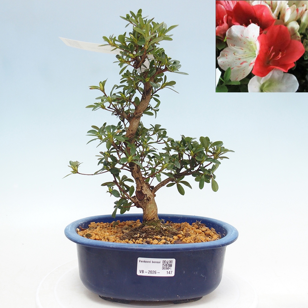Outdoor bonsai - Japanese azalea - Azalea Asahi-no-izumi