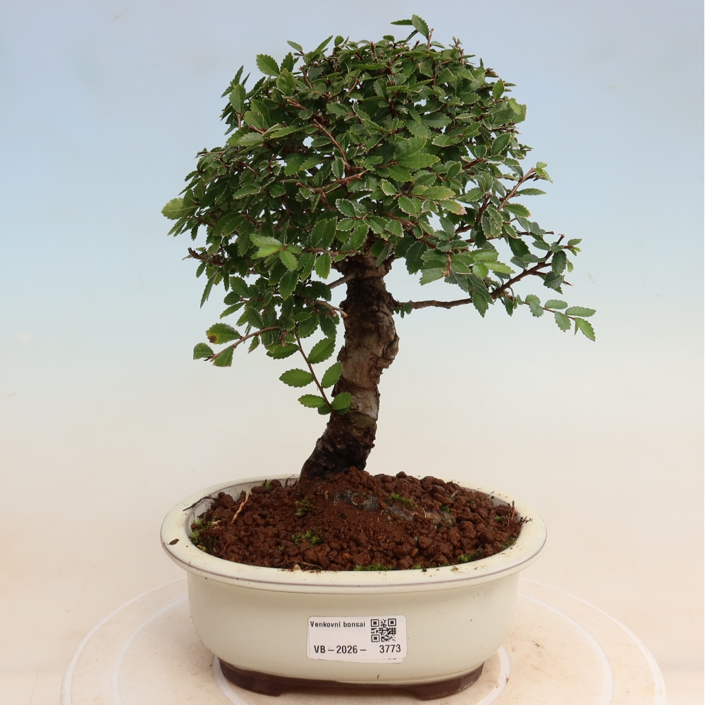 Outdoor bonsai - Zelkova - Zelkova NIRE