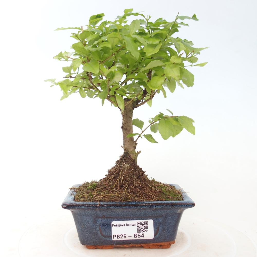 Room bonsai -Ligustrum chinensis - Birds Beak