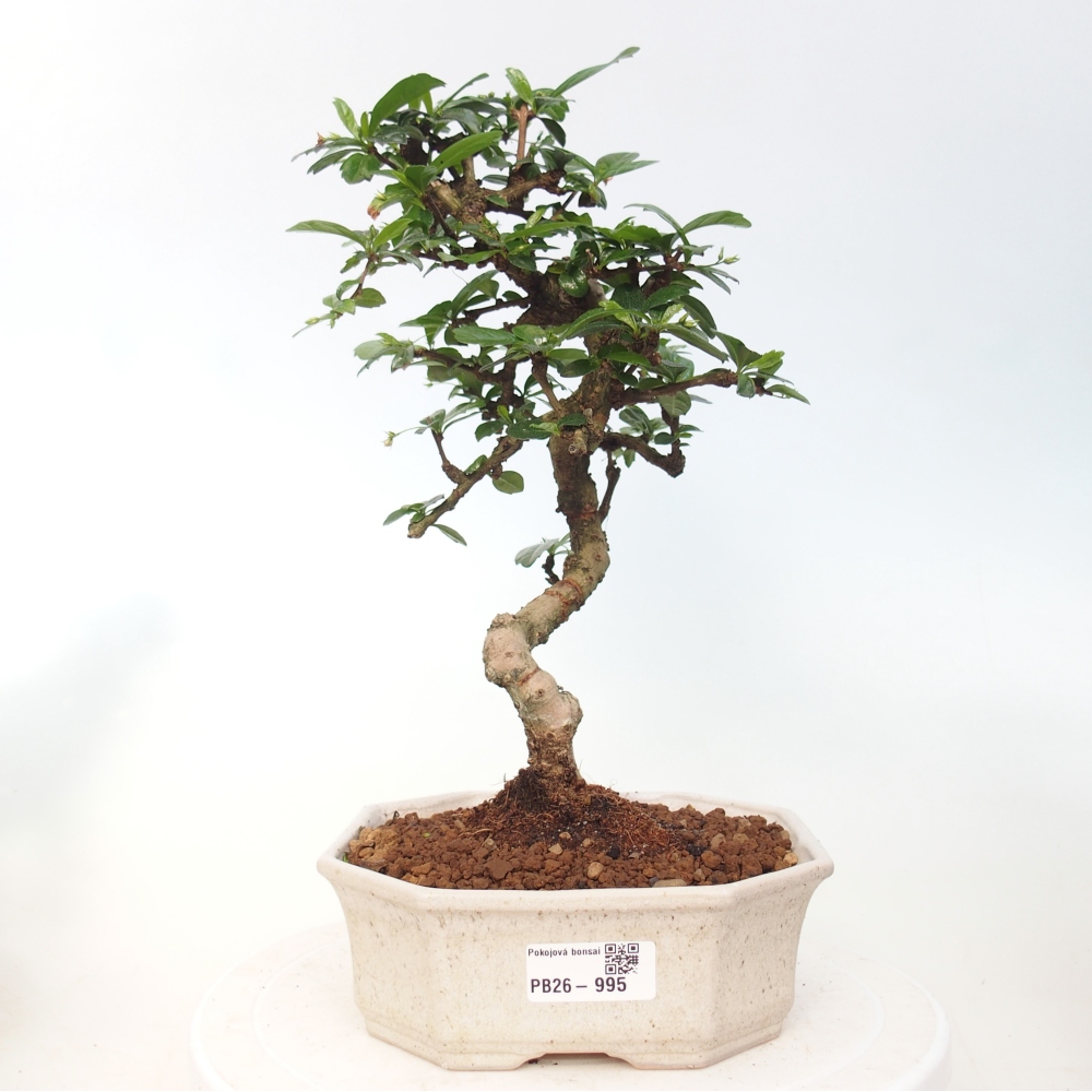 Room bonsai - Carmona macrophylla - Tea fuki