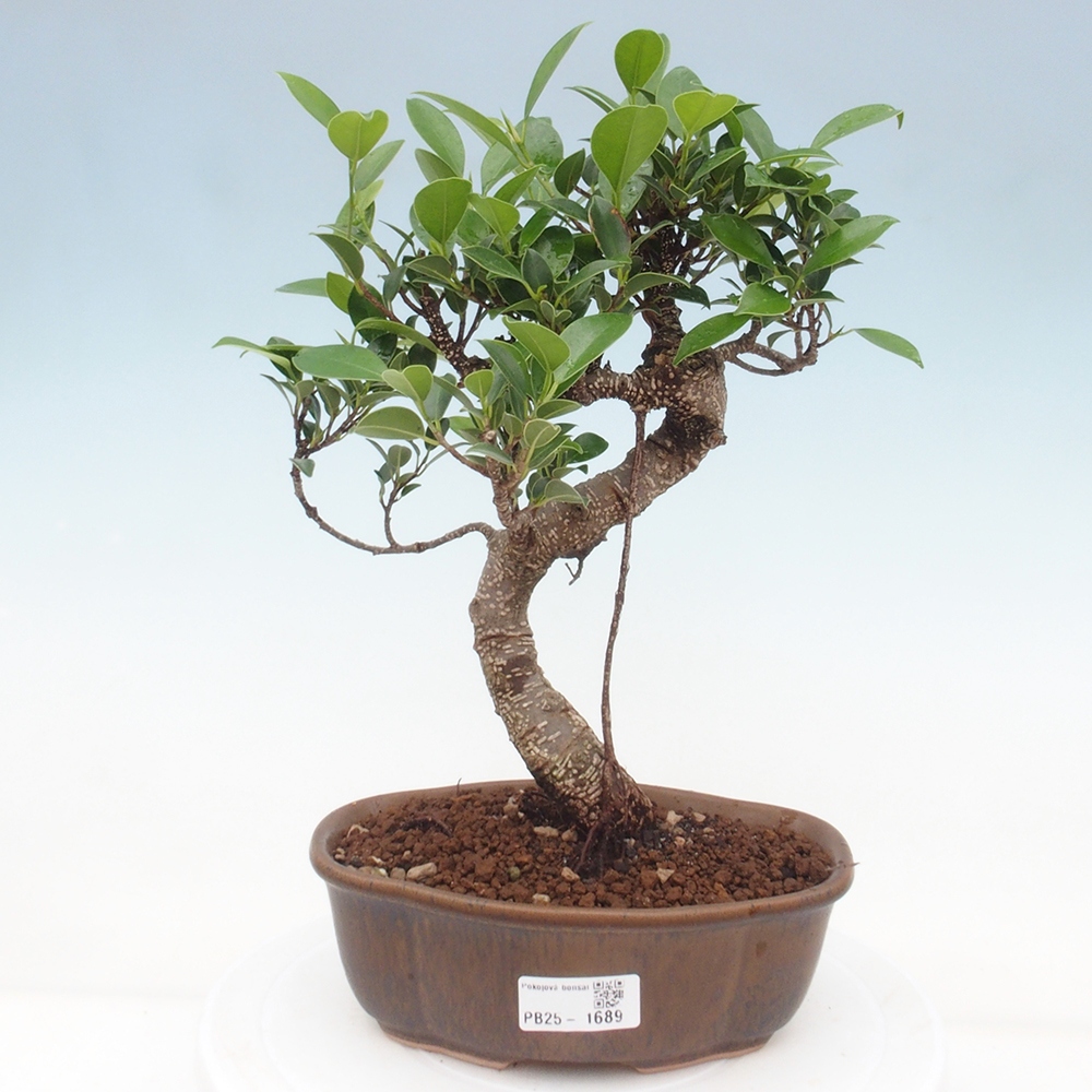 Indoor bonsai - Ficus retusa - small ficus
