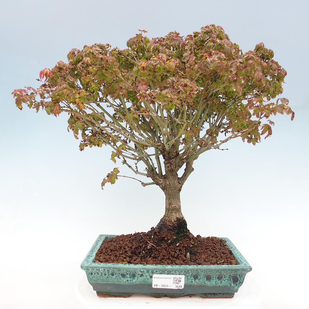 Acer palmatum KIOHIME - Palmetto maple