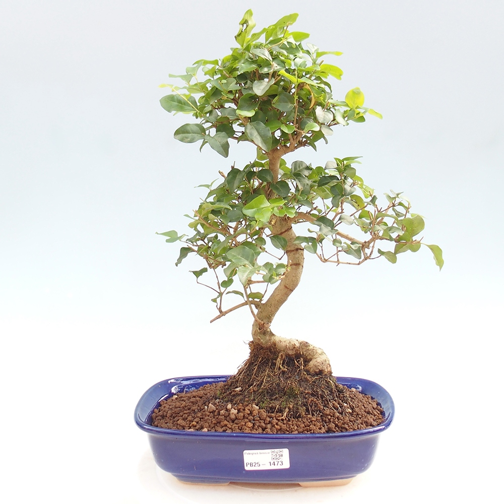 Room bonsai -Ligustrum chinensis - privet