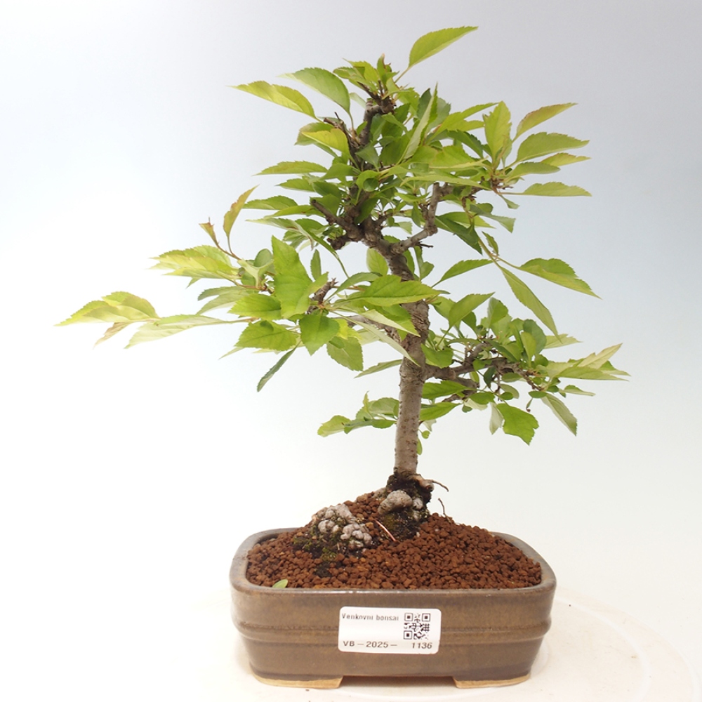 Outdoor bonsai - Prunus spinosa - blackthorn