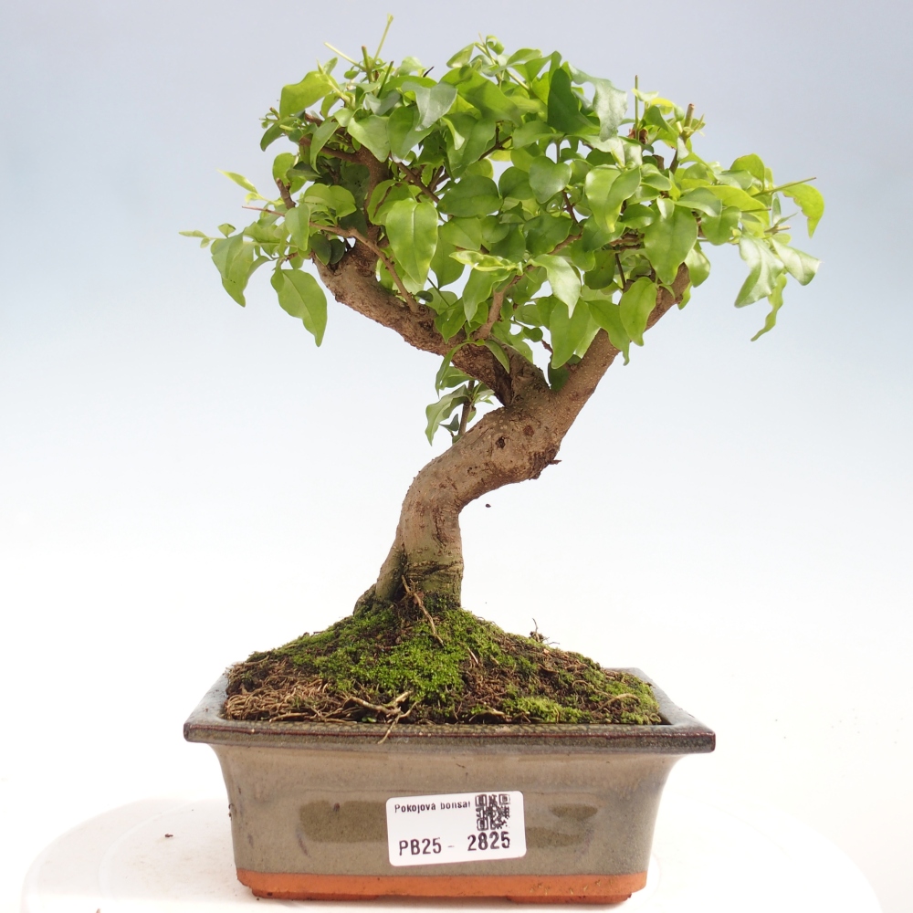 Indoor bonsai - Ligustrum chinensis - Bird's eye view