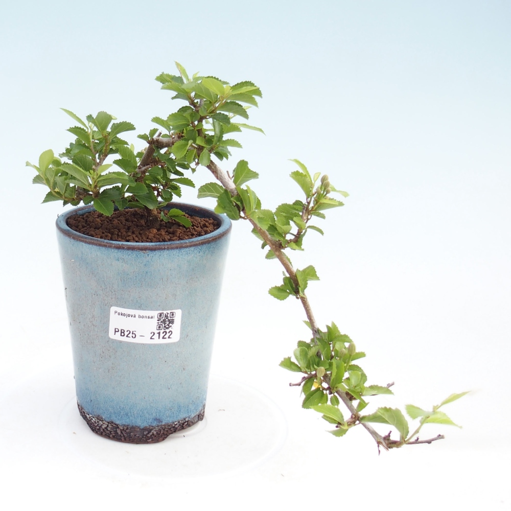 Indoor bonsai - Grewia occidentalis - Lavender star