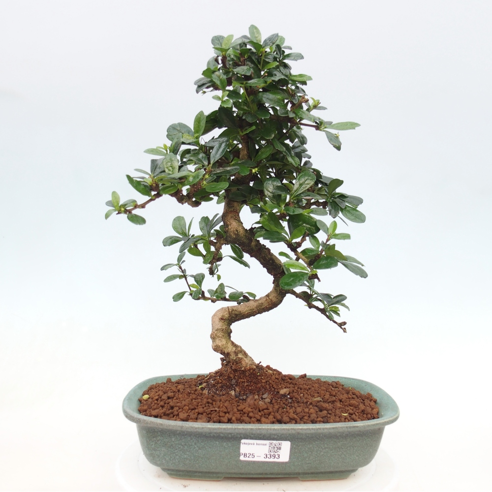 Room bonsai - Carmona macrophylla - Tea fuki