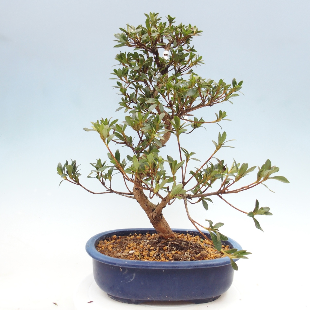 Outdoor bonsai - Japanese Azalea - Azalea Senhime