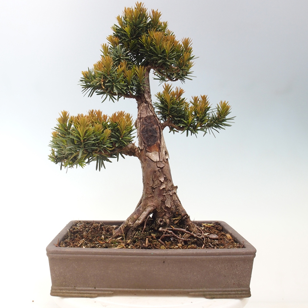 Outdoor bonsai - Taxus cuspidata - Japanese yew