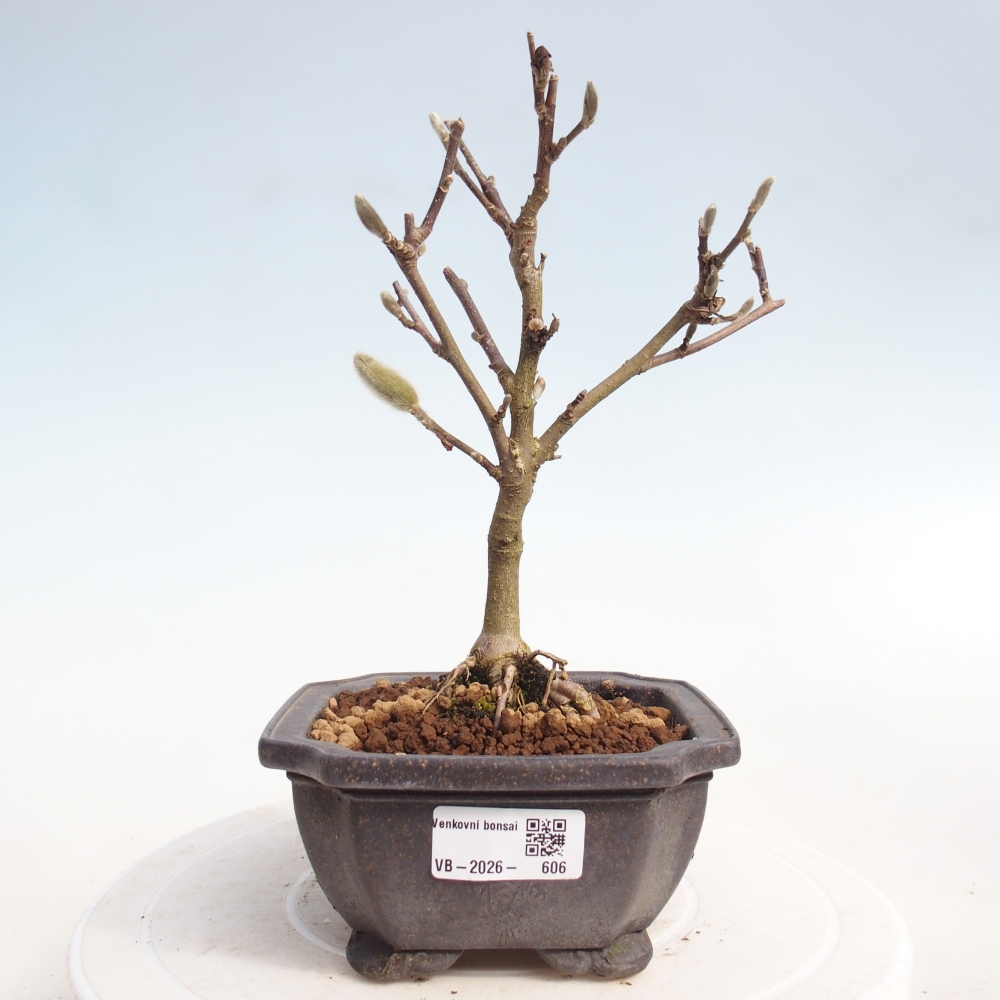 Outdoor bonsai - Magnolia stellata
