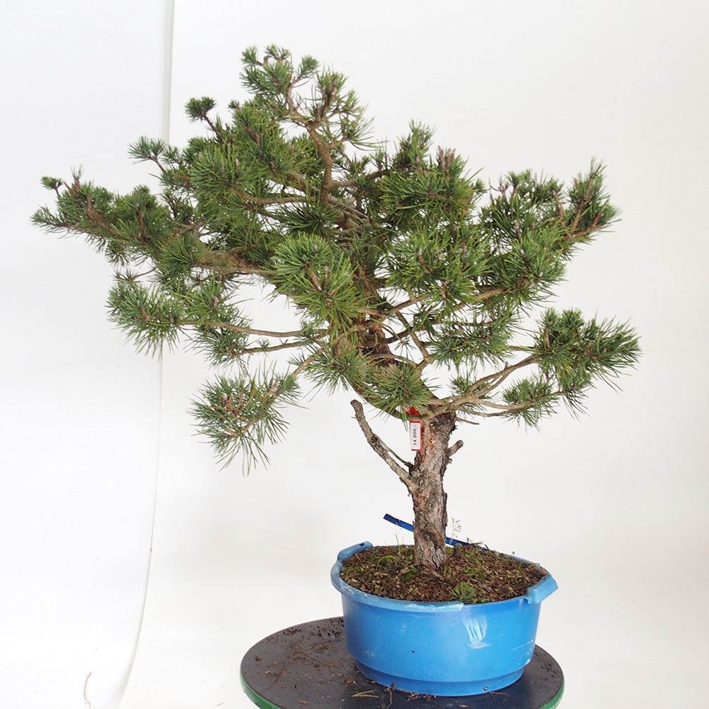 Yamadori - Pinus sylvestris Spain