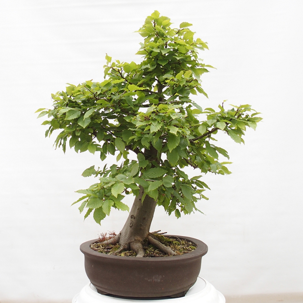 Outdoor bonsai - Hornbeam - Carpinus betulus