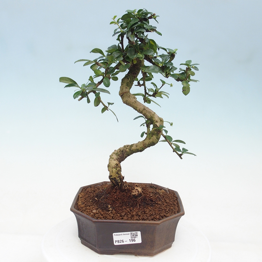 Room bonsai - Carmona macrophylla - Tea fuki