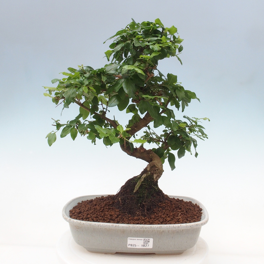 Room bonsai -Ligustrum chinensis - privet
