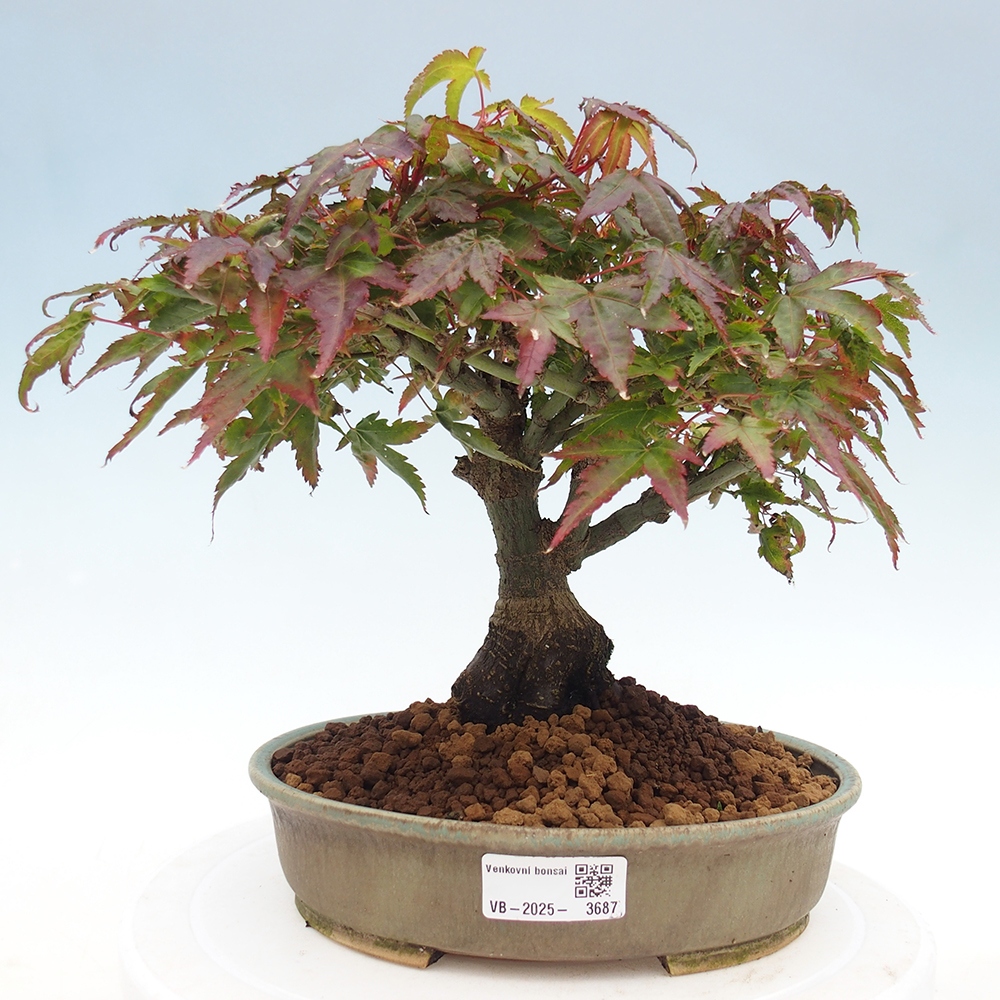 Acer palmatum KIOHIME - Palmetto maple
