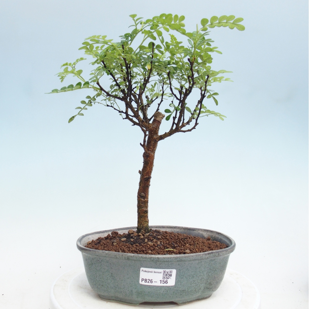 Room bonsai - Zantoxylum piperitum - pepper tree