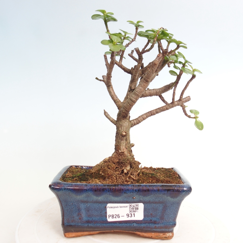 Room bonsai - Portulakaria Afra - Tlustice