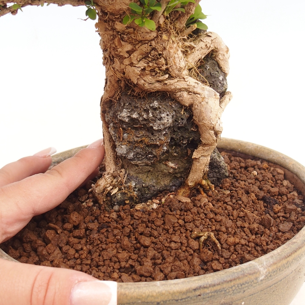 Outdoor bonsai - Berberis coreana