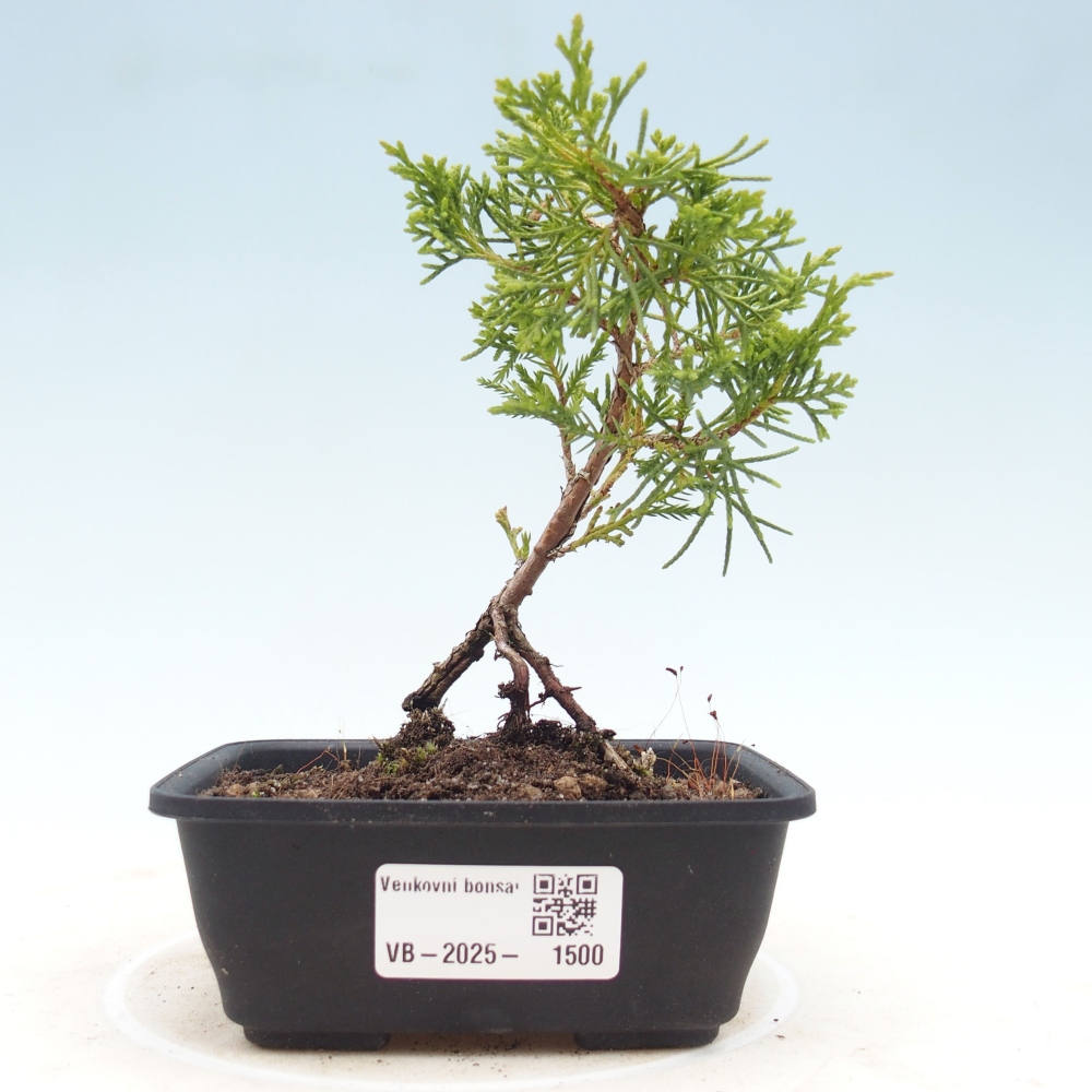 Outdoor bonsai - Juniperus chinensis Itoigawa - Chinese juniper