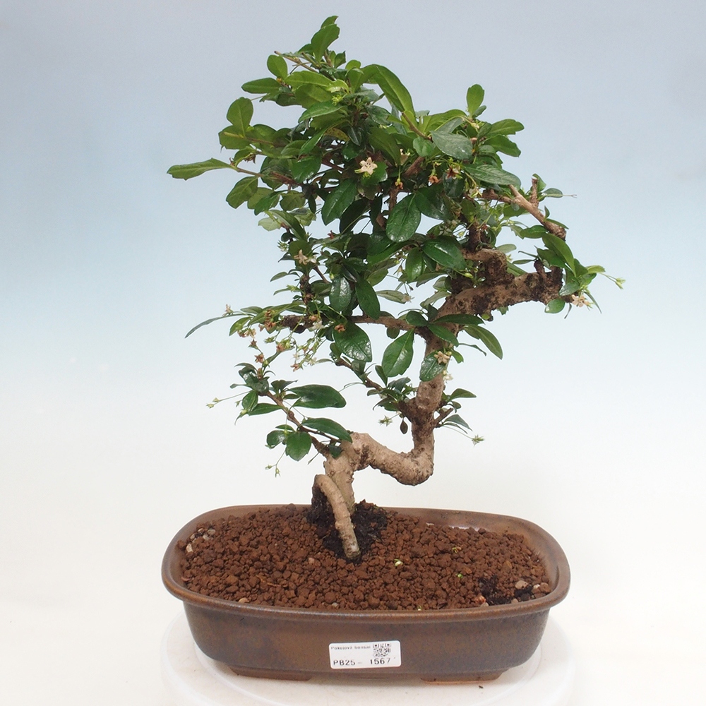 Room bonsai - Carmona macrophylla - Tea fuki