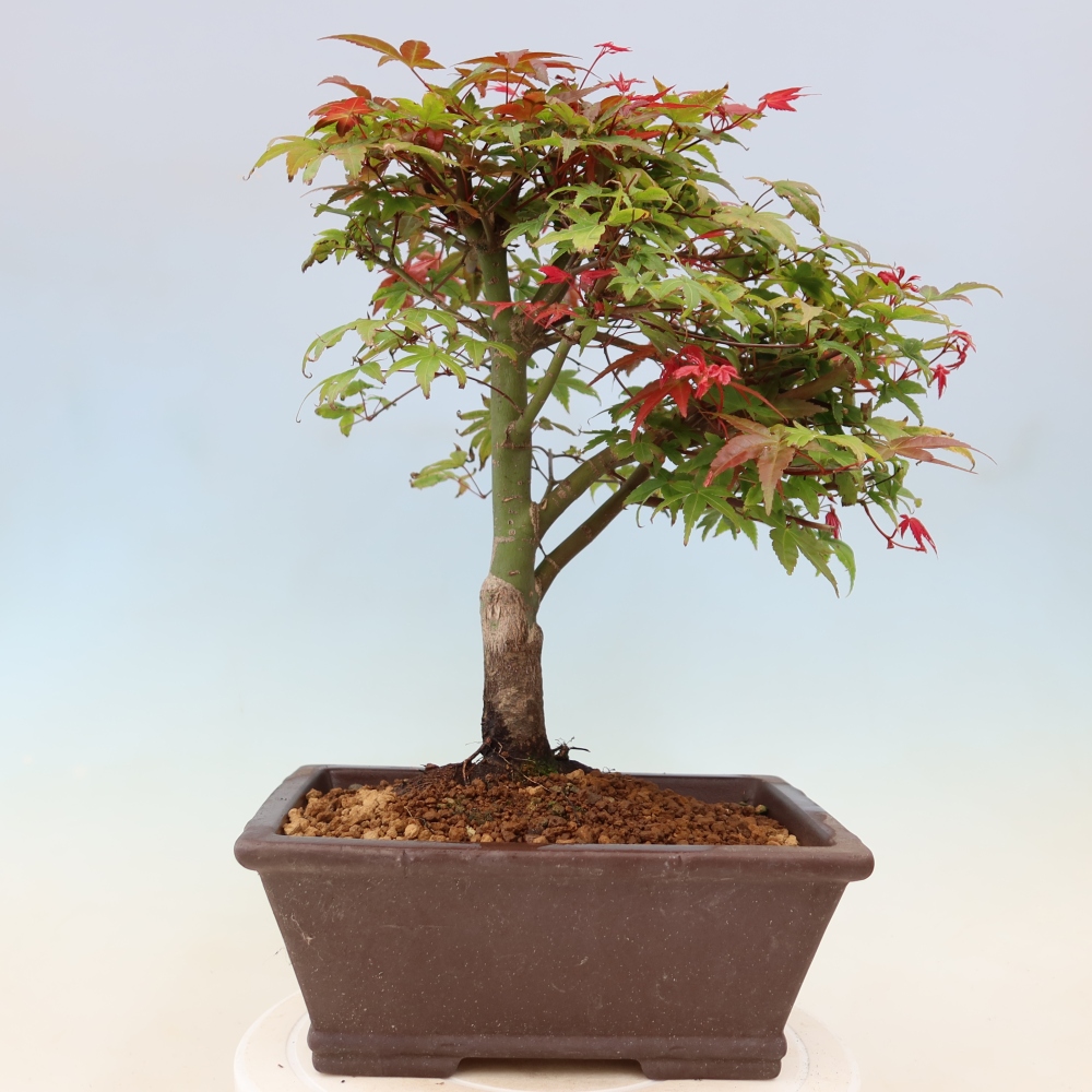 Norway maple - Acer palmatum Beni Tsukasa