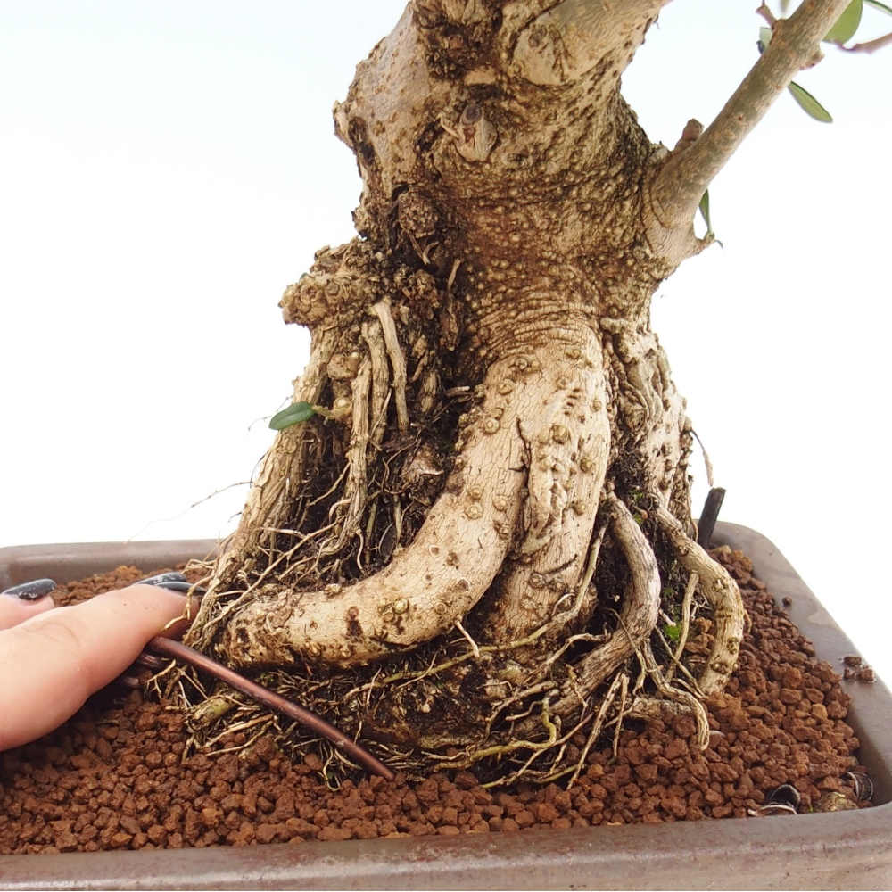 Indoor bonsai - Olea europaea sylvestris - European small-leaved olive oil