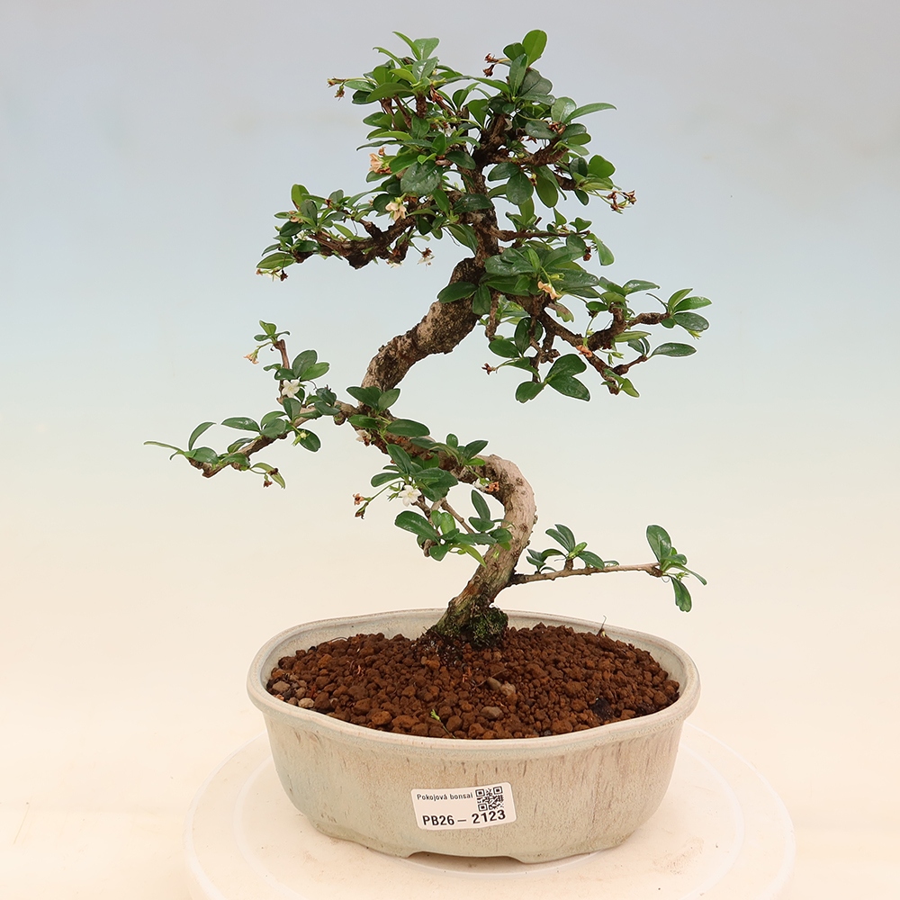 Room bonsai - Carmona macrophylla - Tea fuki