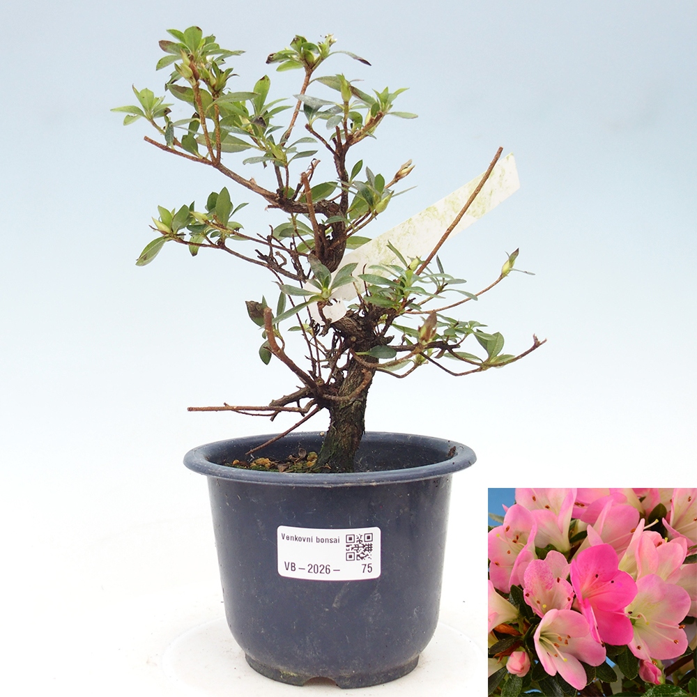 Outdoor bonsai - Japanese Azalea - Azalea Hanamaiko