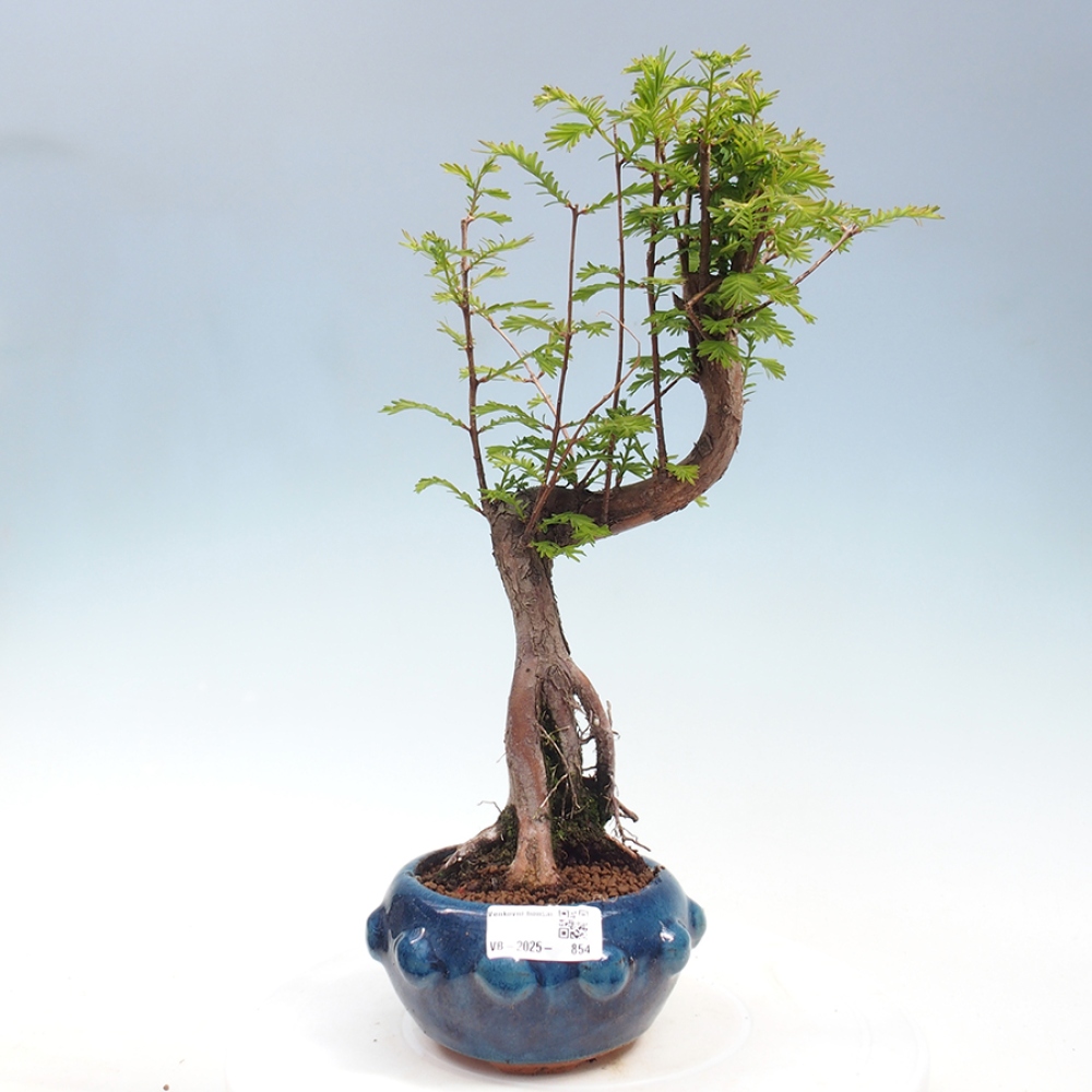 Outdoor bonsai - Metasequoia glyptostroboides - Chinese Metasequoia