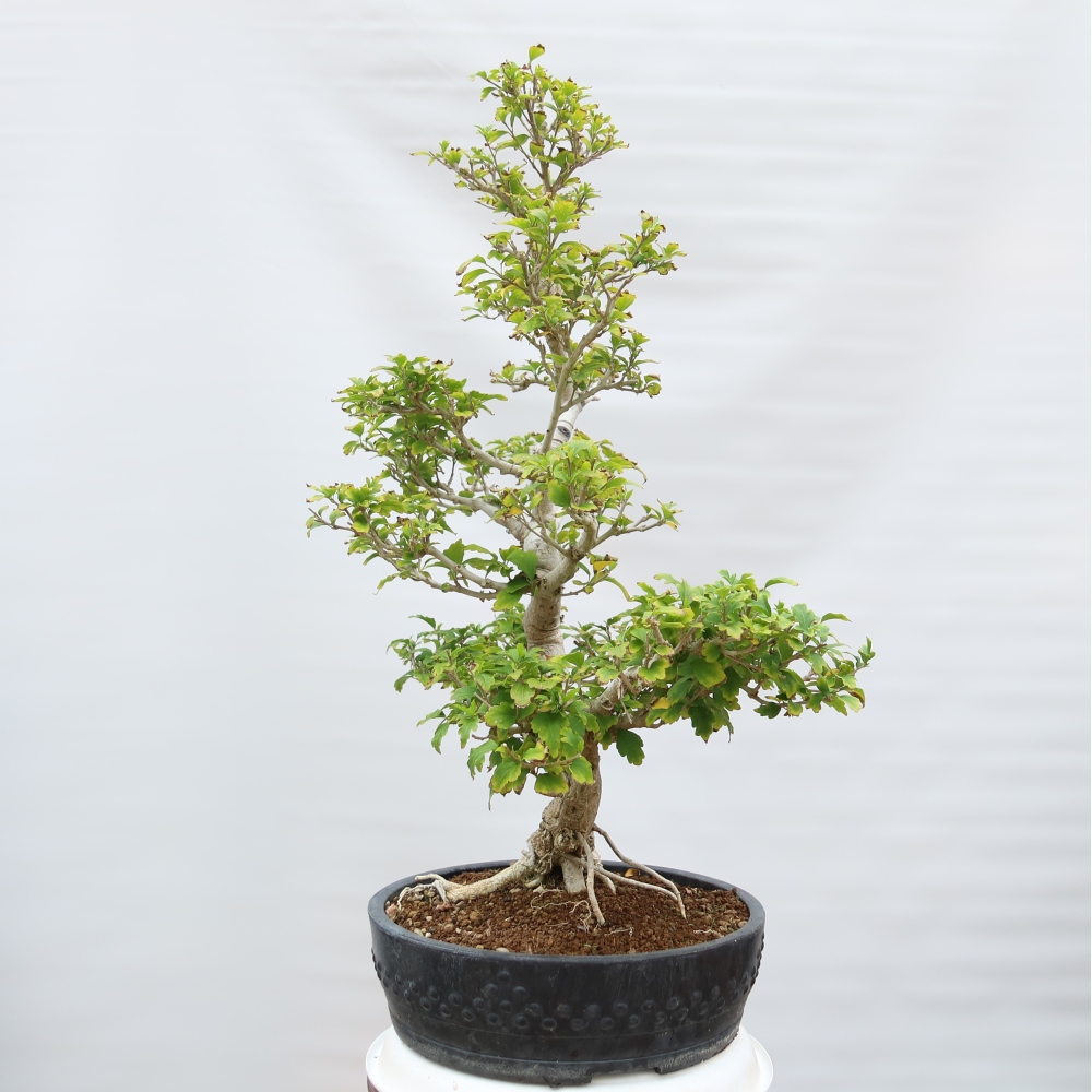 Outdoor Bonsai - Hibiscus syriacus - Syrian Hibiscus