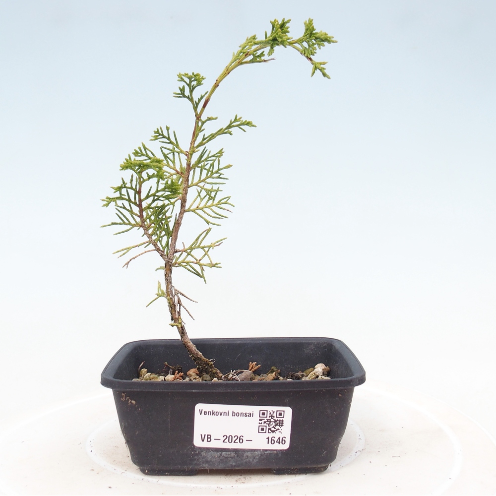 Outdoor bonsai - Juniperus chinensis Itoigawa
