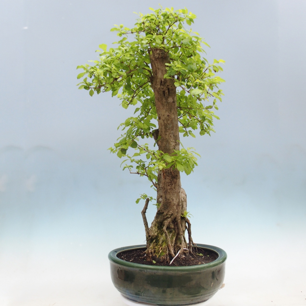 Room bonsai - Duranta erecta Aurea - PERSONAL COLLECTION ONLY or pallet transport
