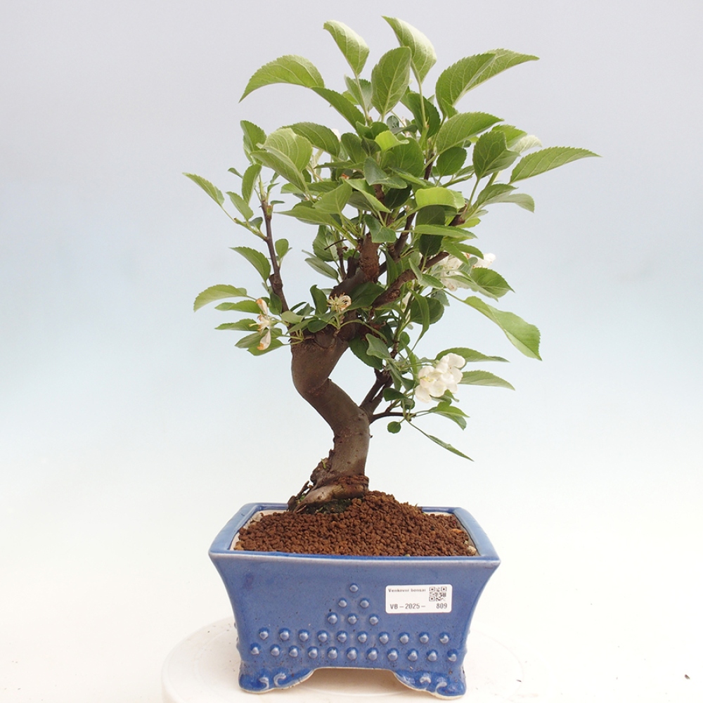 Outdoor bonsai - Malus halliana - Small-fruited apple tree