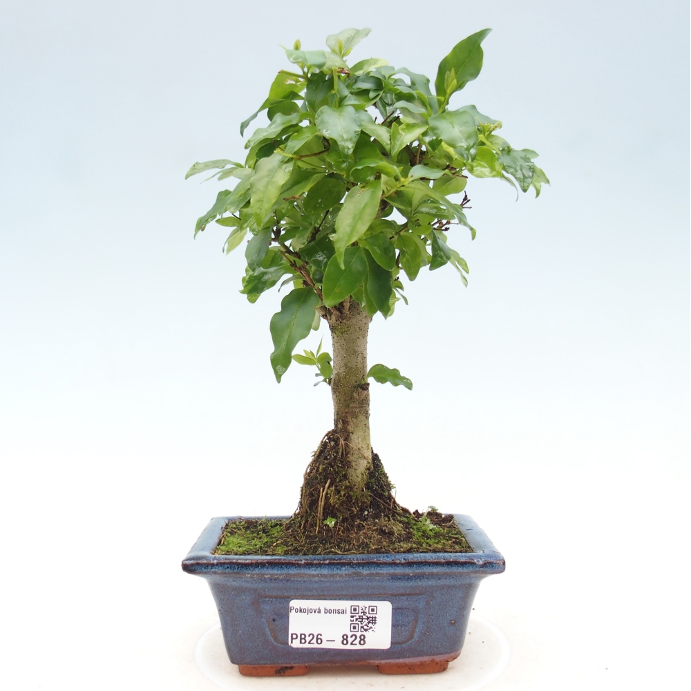 Room bonsai -Ligustrum chinensis - Birds Beak