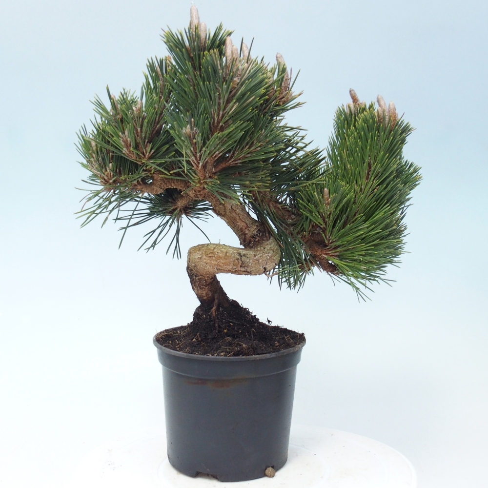 Outdoor bonsai - Pinus thunbergii senjyumaru - Thunberg pine