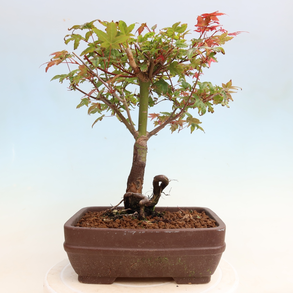 Outdoor bonsai - Acer palmatum DESHOJO