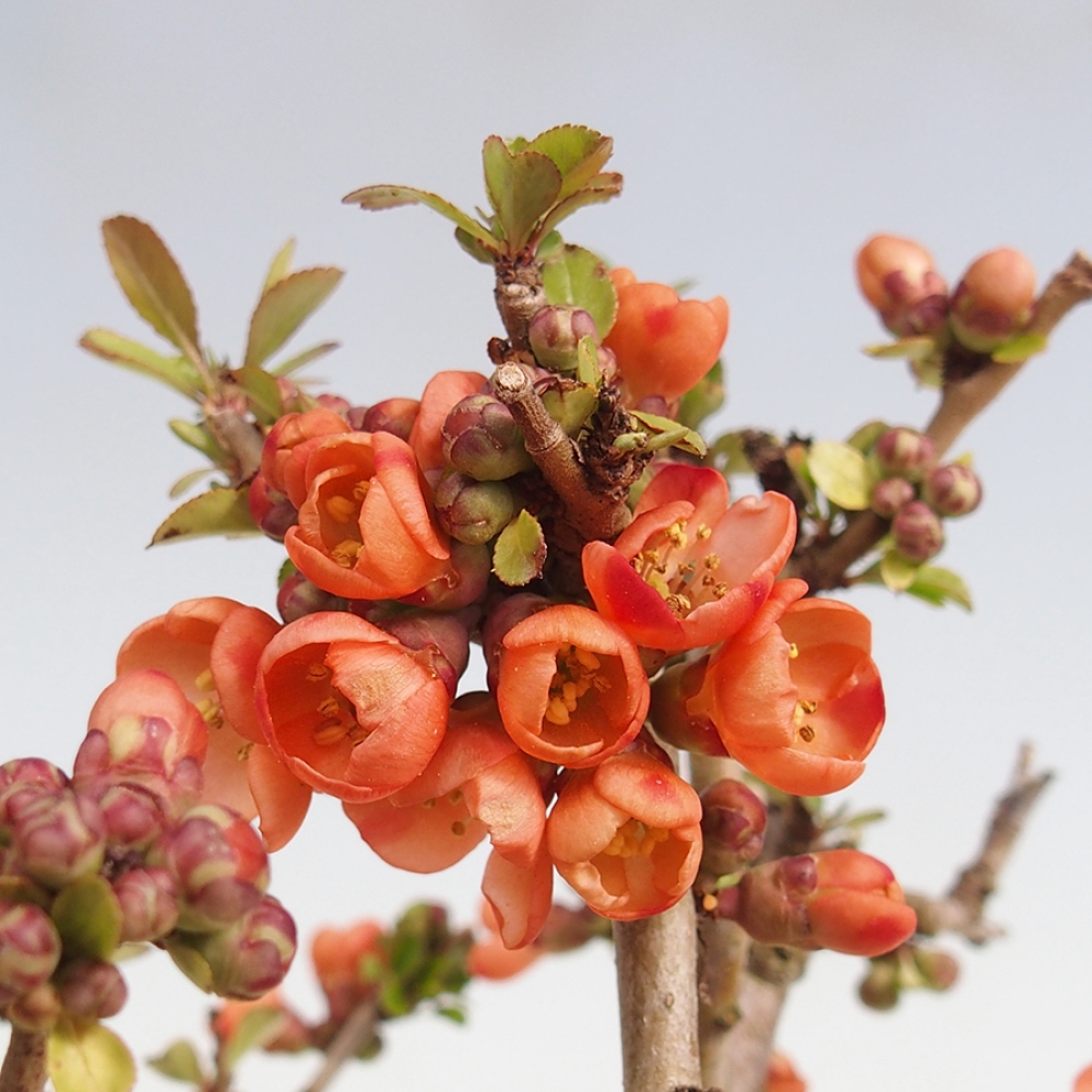 Outdoor bonsai - Chaneomeles sup. Orange Trail - Quince