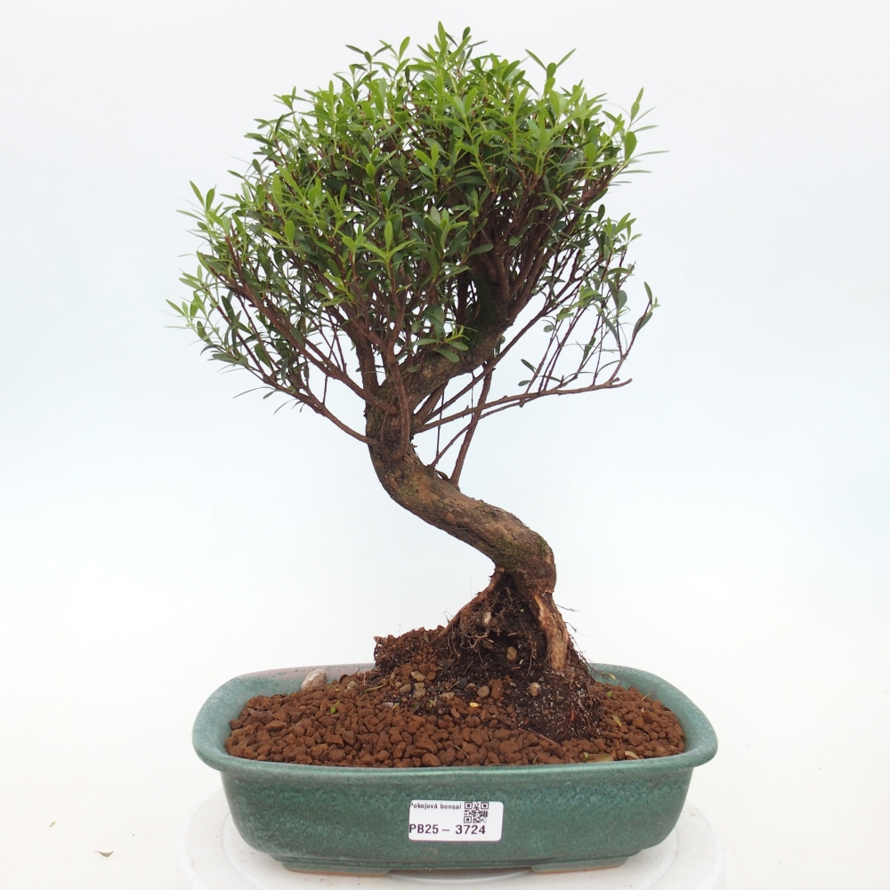 Room bonsai - Syzygium - Pimento