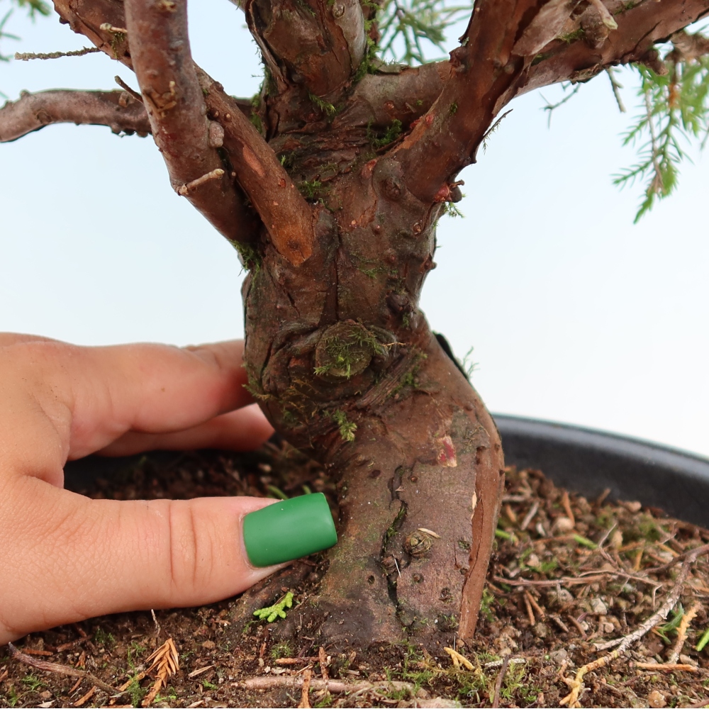 Outdoor Bonsai - Juniperus chinensis Itoigawa - Chinese Juniper