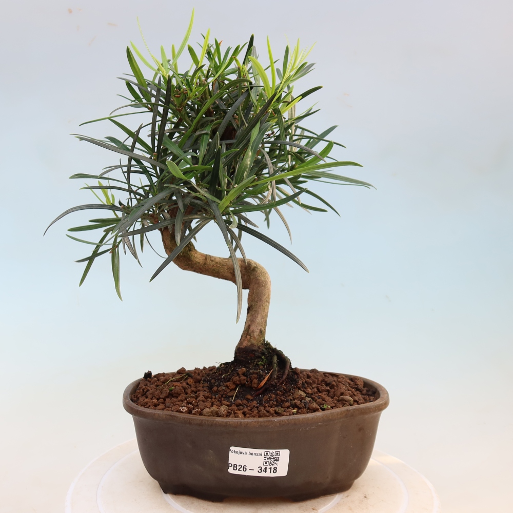Room bonsai - Podocarpus - Stone Yew