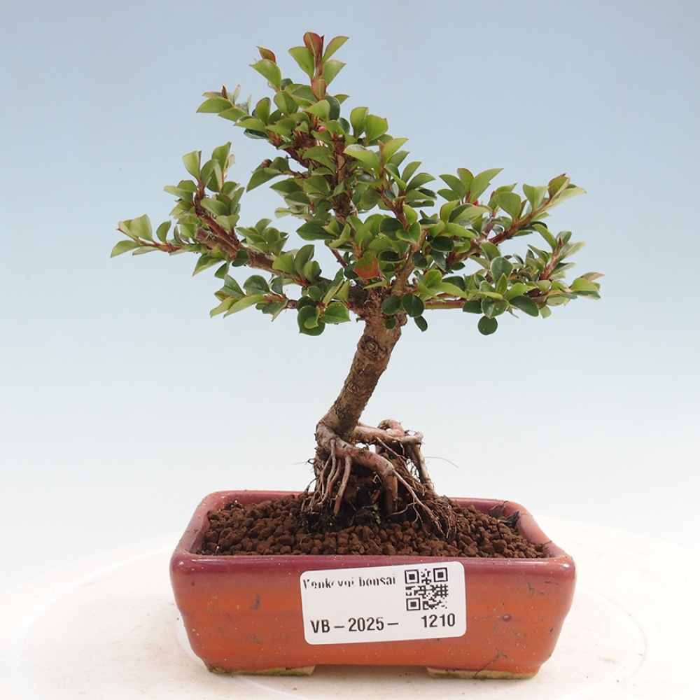 Outdoor bonsai - Cotoneaster horizontalis - Rock tree