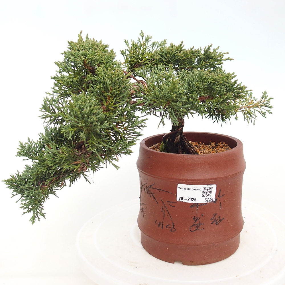 Outdoor bonsai - Juniperus chinensis Kishu